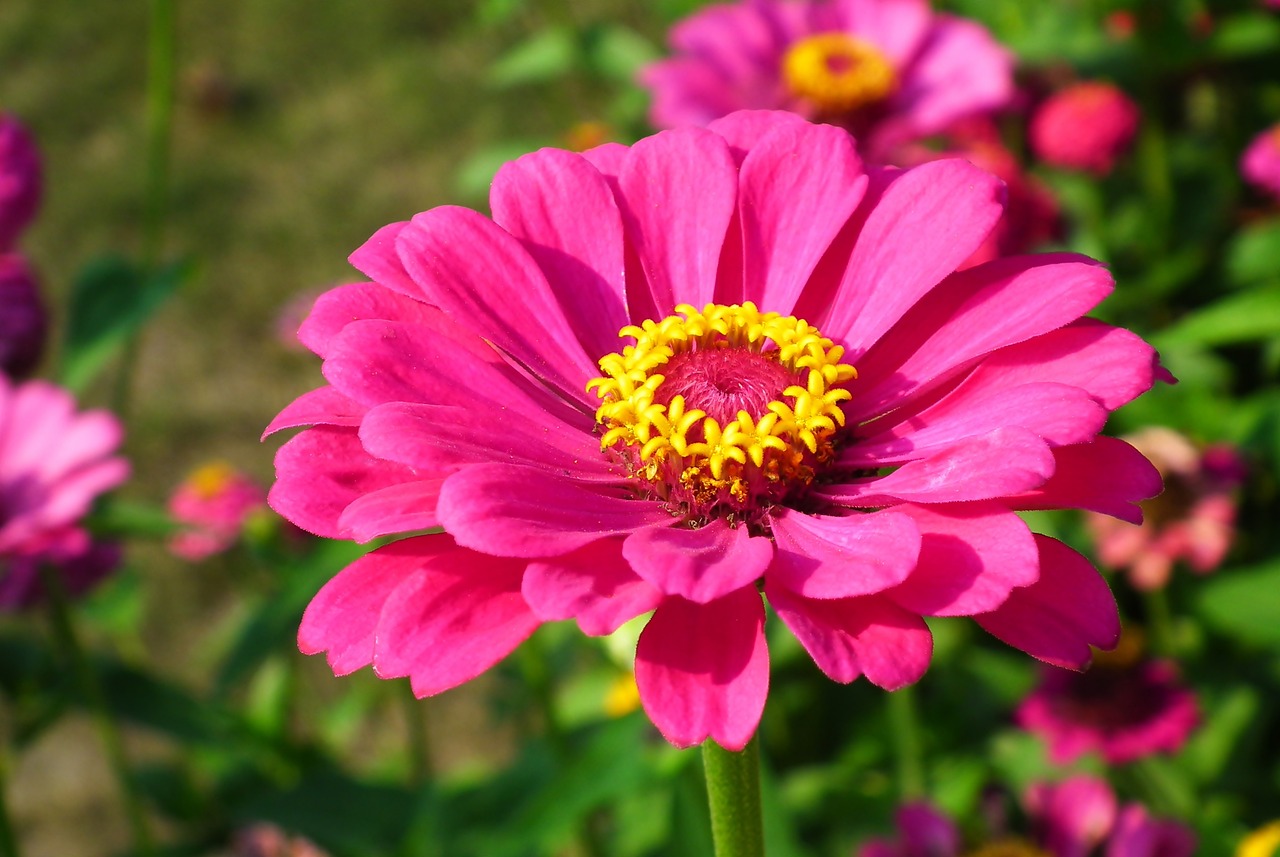 Growing and Decorating with Zinnias